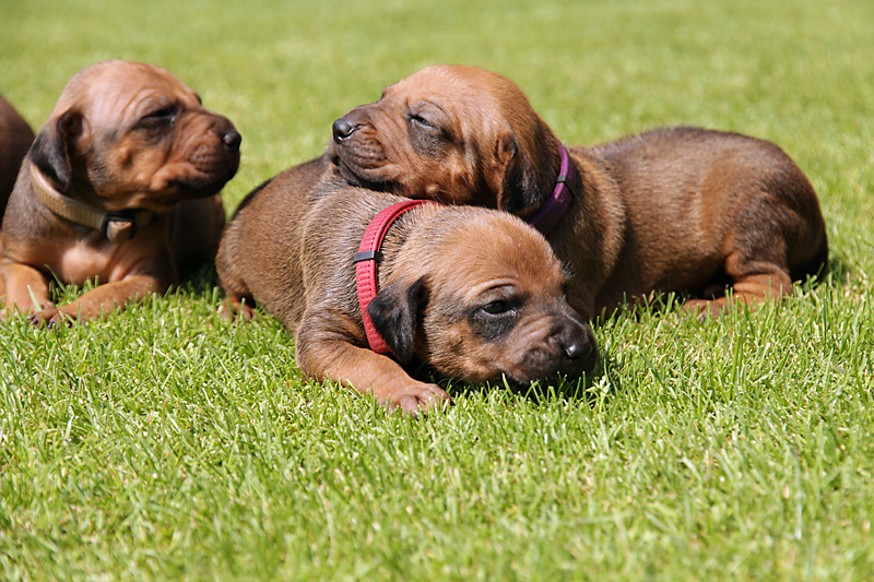 ridgeback-stene-01