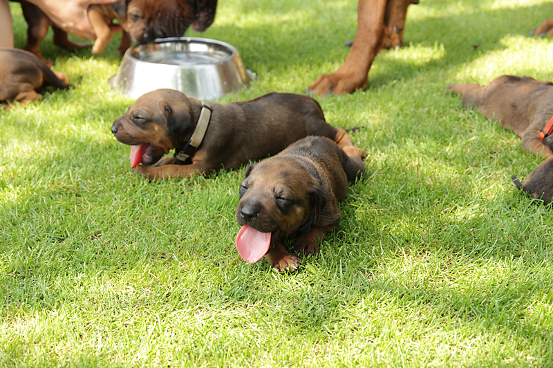 ridgeback-stene-04