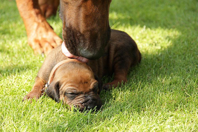 ridgeback-stene-06