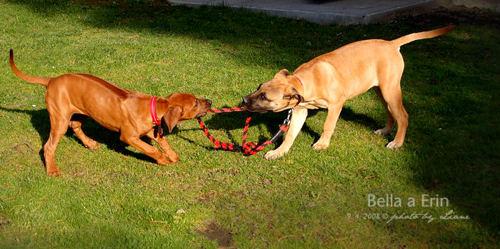 BELLA_4 mesice_s ERIN.jpg