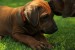 ridgeback-orange-2